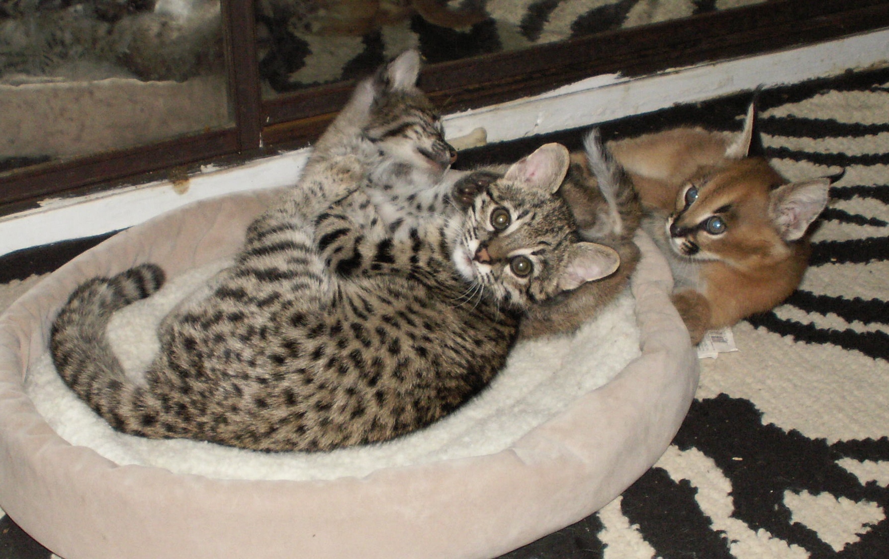 Geoffroy kittens for sale, Geoffroy cats